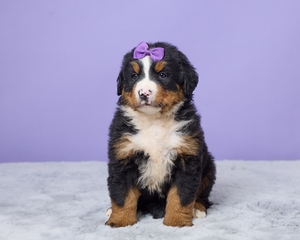 Serena Bernese Mountain Dog